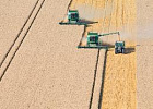 В июле биржевая стоимость пшеницы опустилась до ценовых минимумов апреля